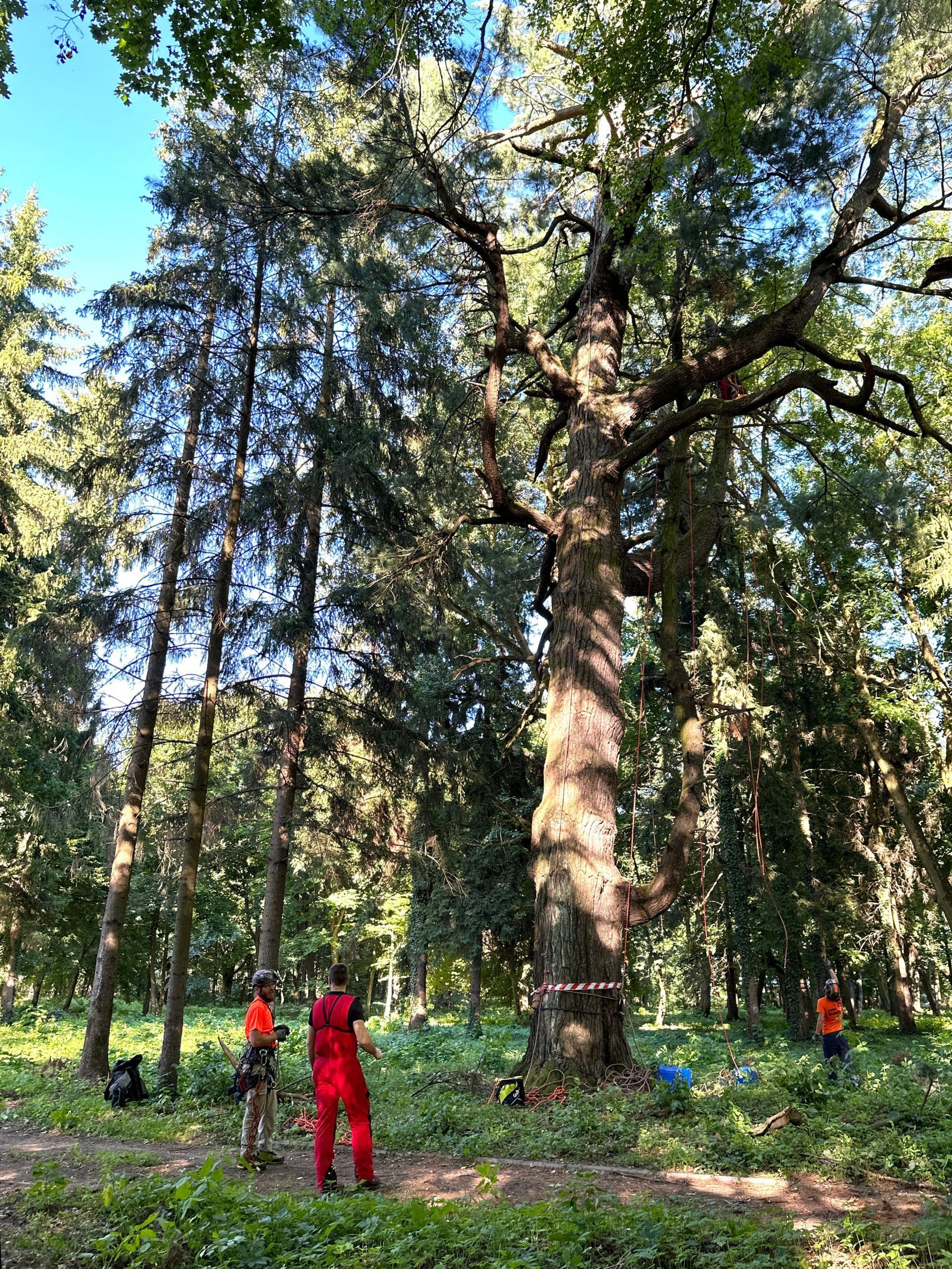 Photo – &quot;The park in Rozdil is more valuable than the palace&quot; – foreign arbitrators. Photo 1