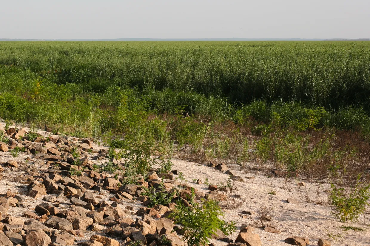 Photo – In 5 years, deer and wild boars may roam in Kakhovka forest, – ecologist of the reserve