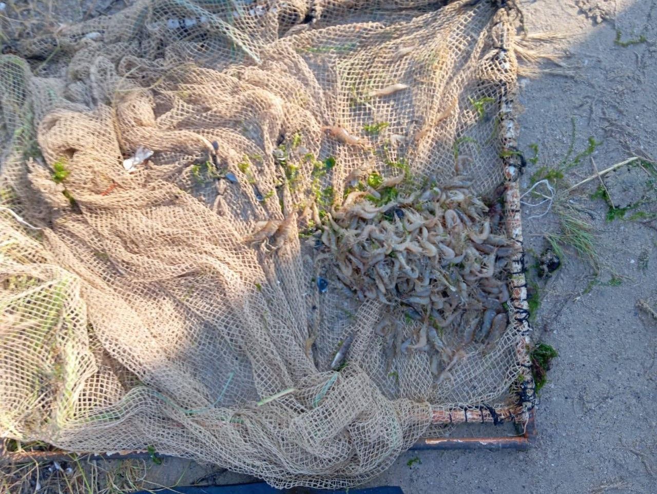 Photo – Poacher catches fish and shrimp worth over UAH 5 million in Odesa region