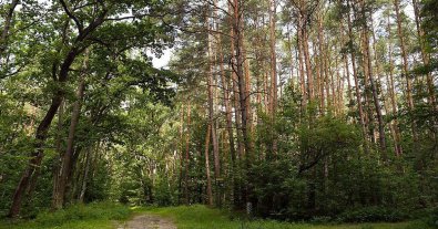 Фото – Міндовкілля погодило знищення лісу для видобутку бурштину на Рівненщині, – екологи УПГ