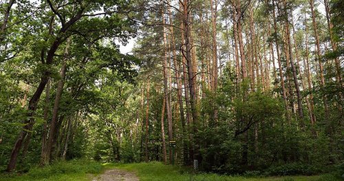 Ministry of Ecology approved forest destruction for amber extraction in Rivne region – UPG ecologists