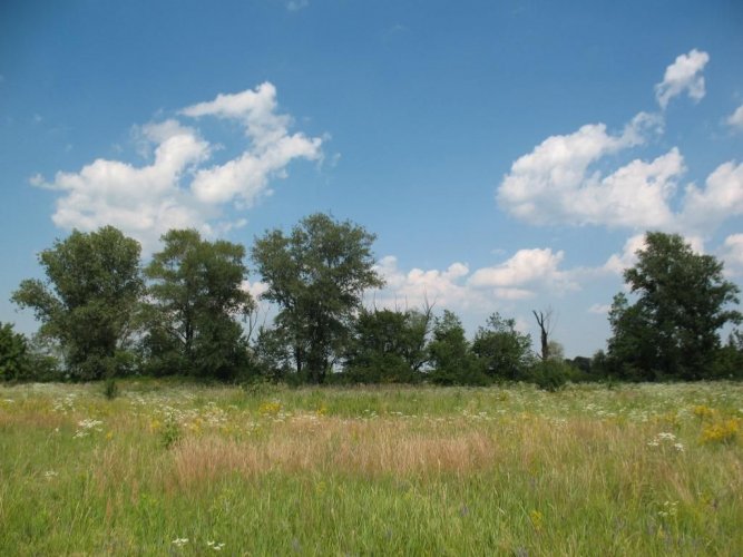 Hundreds of trees and bushes were illegally cut down on Obolon Island in Kyiv