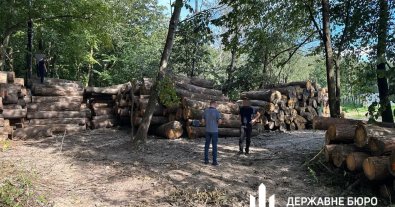 Photo – Volyn National Park director and two entrepreneurs to be prosecuted for demolition of century-oak trees