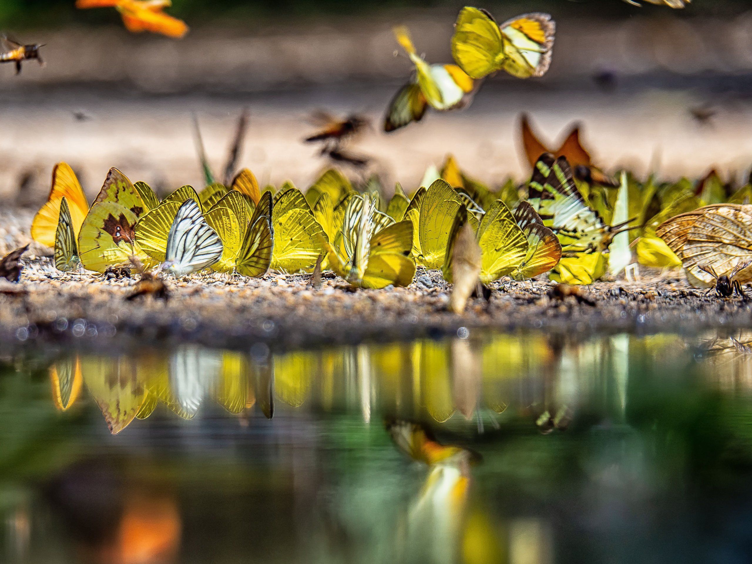 Photo – "One of the greatest wonders of nature": scientists discover insect highway