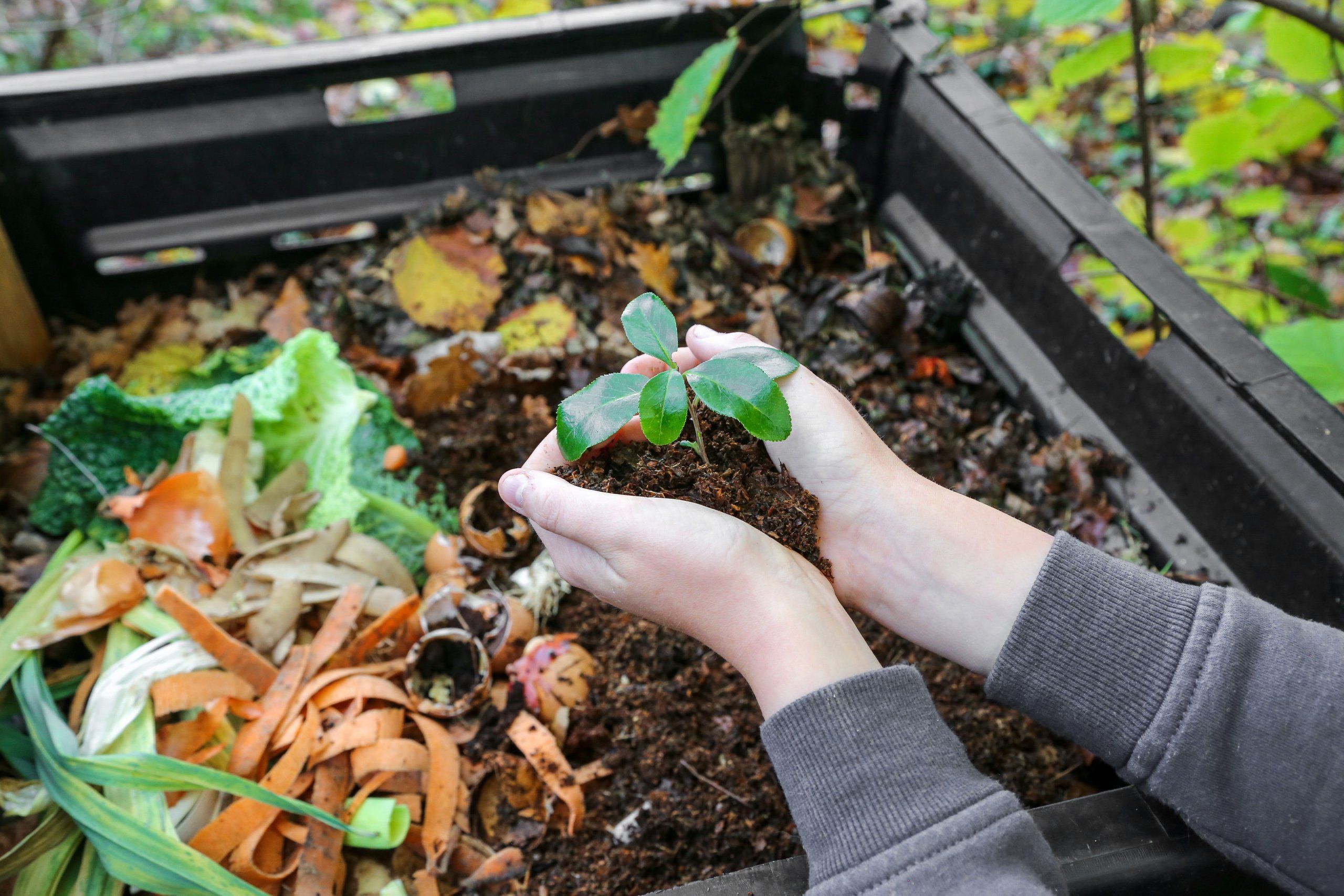 Photo – How easy it is to make compost: expert advice