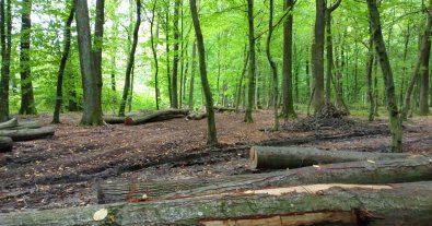 Photo – Environmental activists record another illegal logging in Biloozersky National Park