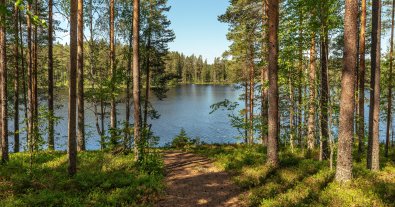 Photo – Prosecutors return UAH 50 million worth of forest land to the state in Kyiv region
