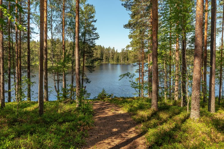 Photo – Prosecutors return UAH 50 million worth of forest land to the state in Kyiv region