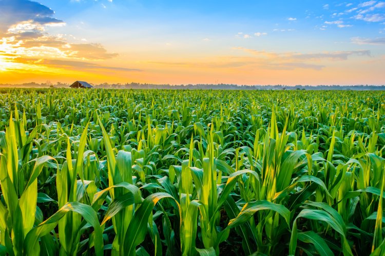 Startup Bactery has developed a way to produce clean energy using soil bacteria
