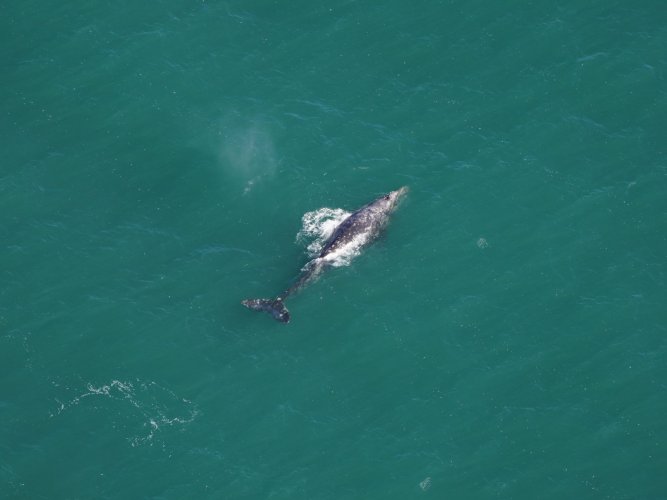 Scientists have discovered a rare gray whale that became extinct in the ...