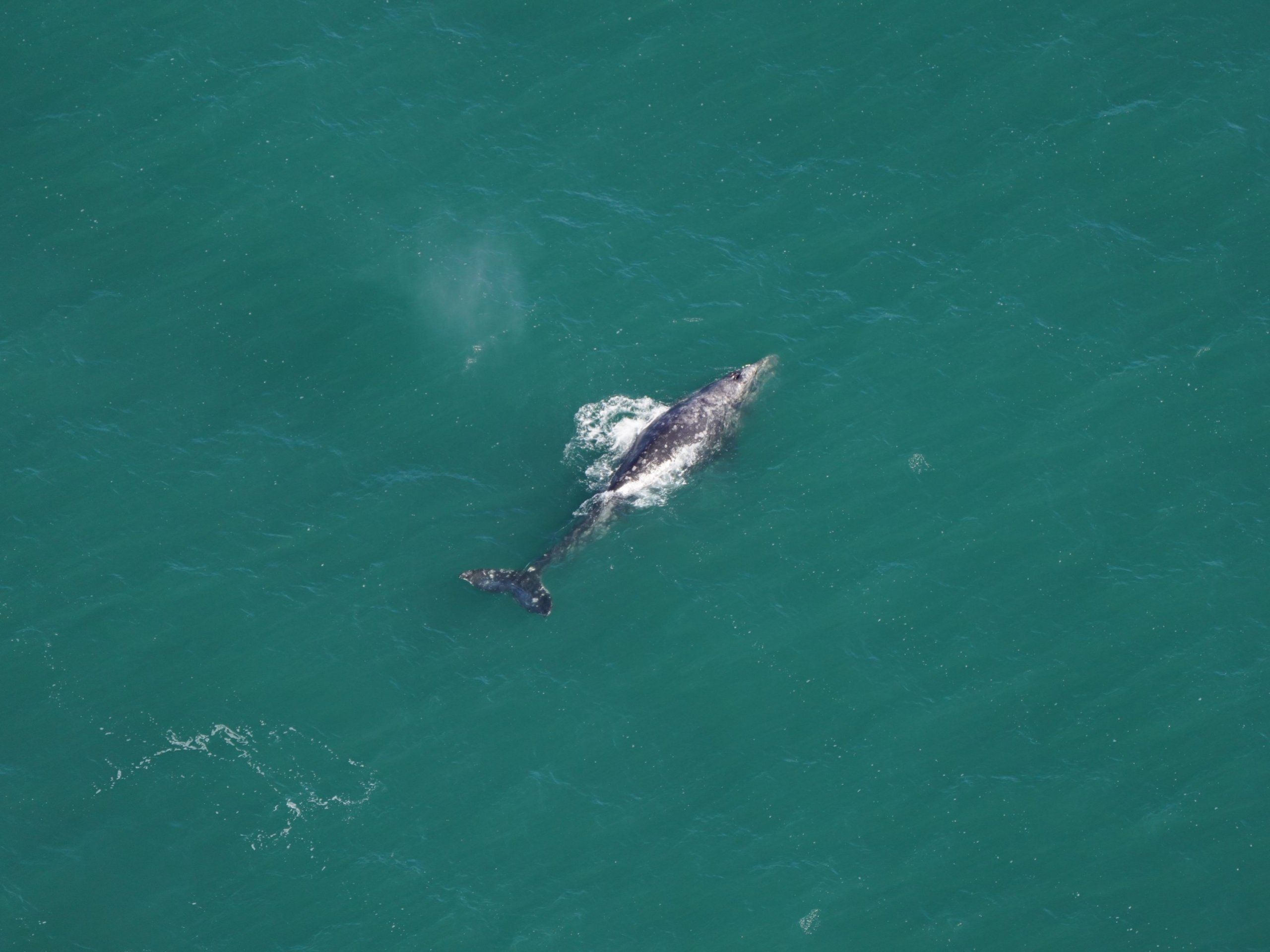 Photo – Scientists have discovered a rare gray whale that became extinct in the Atlantic Ocean 200 years ago