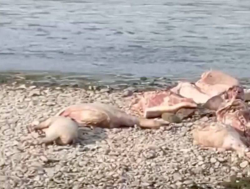 Photo – The corpses of plague pigs were dumped right on the bank of the Prut River in Chernivtsi
