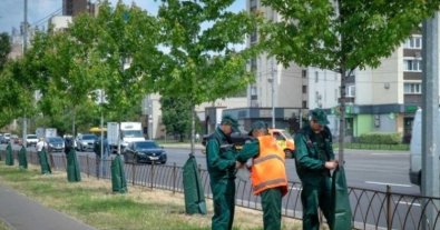 Photo – Special bags for watering trees have started to appear in Kyiv parks and squares