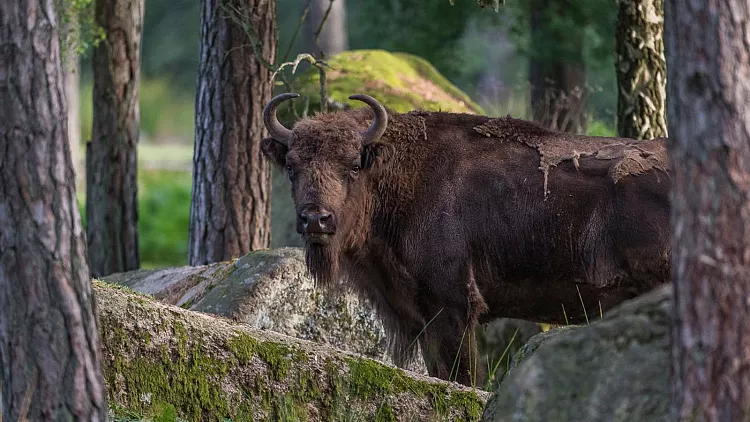 Ola Jennersten / WWF Sweden 