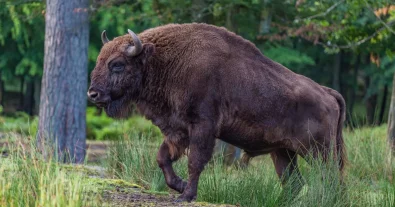 Фото – WWF збирає кошти на порятунок зубрів від вимирання у нацпарку "Залісся"