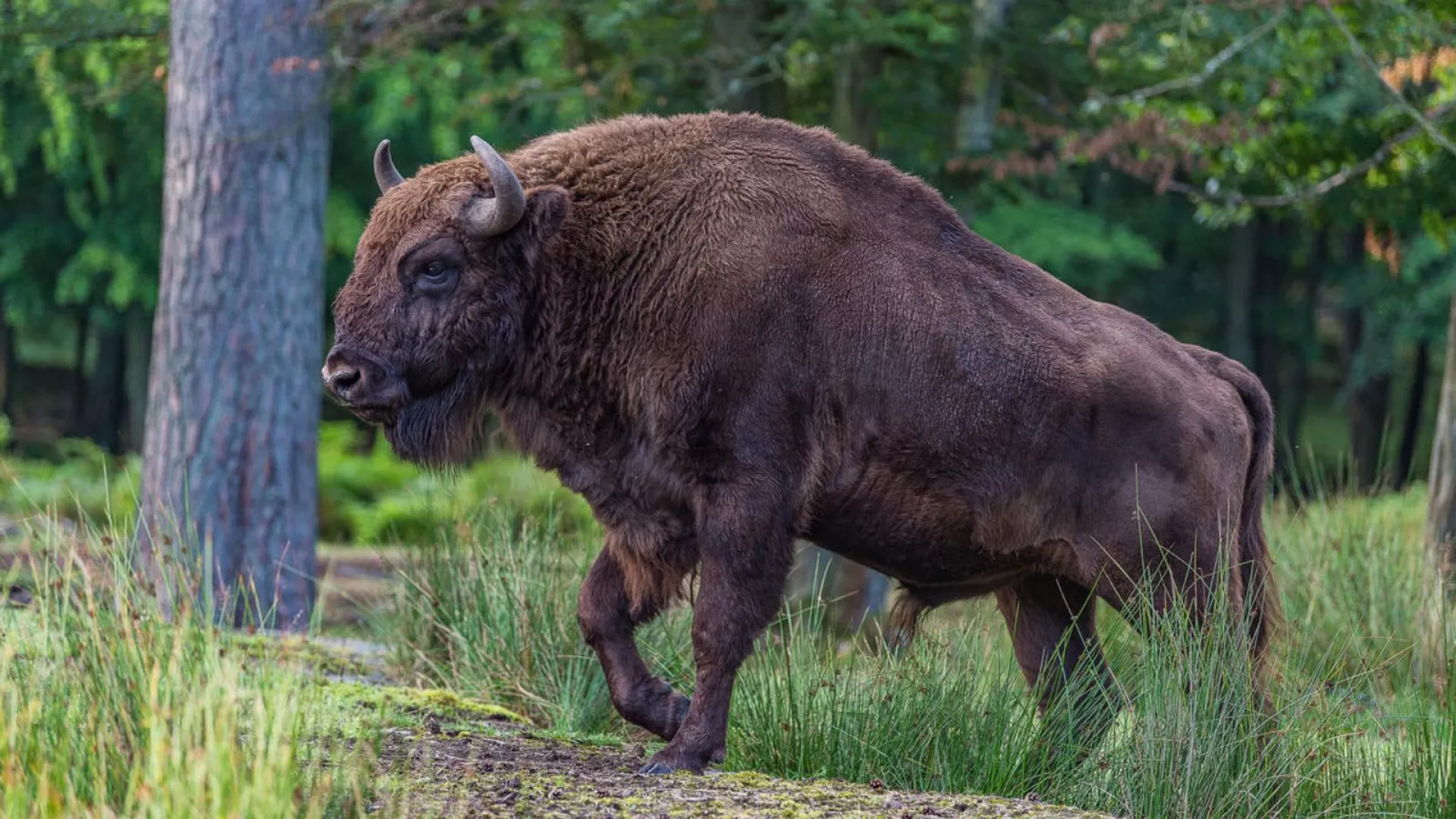 Photo – WWF raises funds to save bison from extinction in the national park
