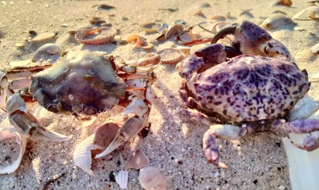 Photo – In the Odessa region, vacationers collected bulls on the beaches with buckets: as it happened