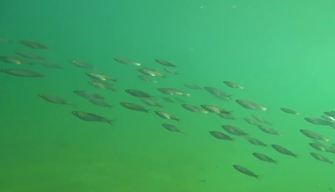 Photo – There are more fish in the Black Sea than ever