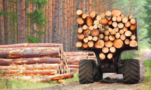 Проєкт Постанови №13297: депутати дослідять проблеми лісової та суміжних галузей