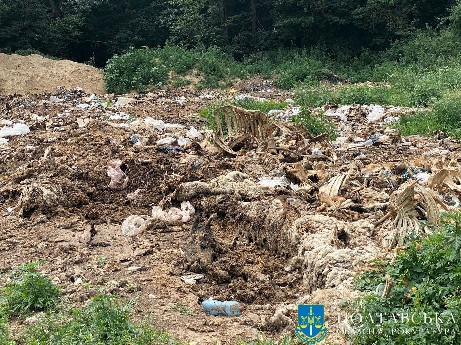 Photo – In Poltava region, a company set up an open-air dump of animal remains