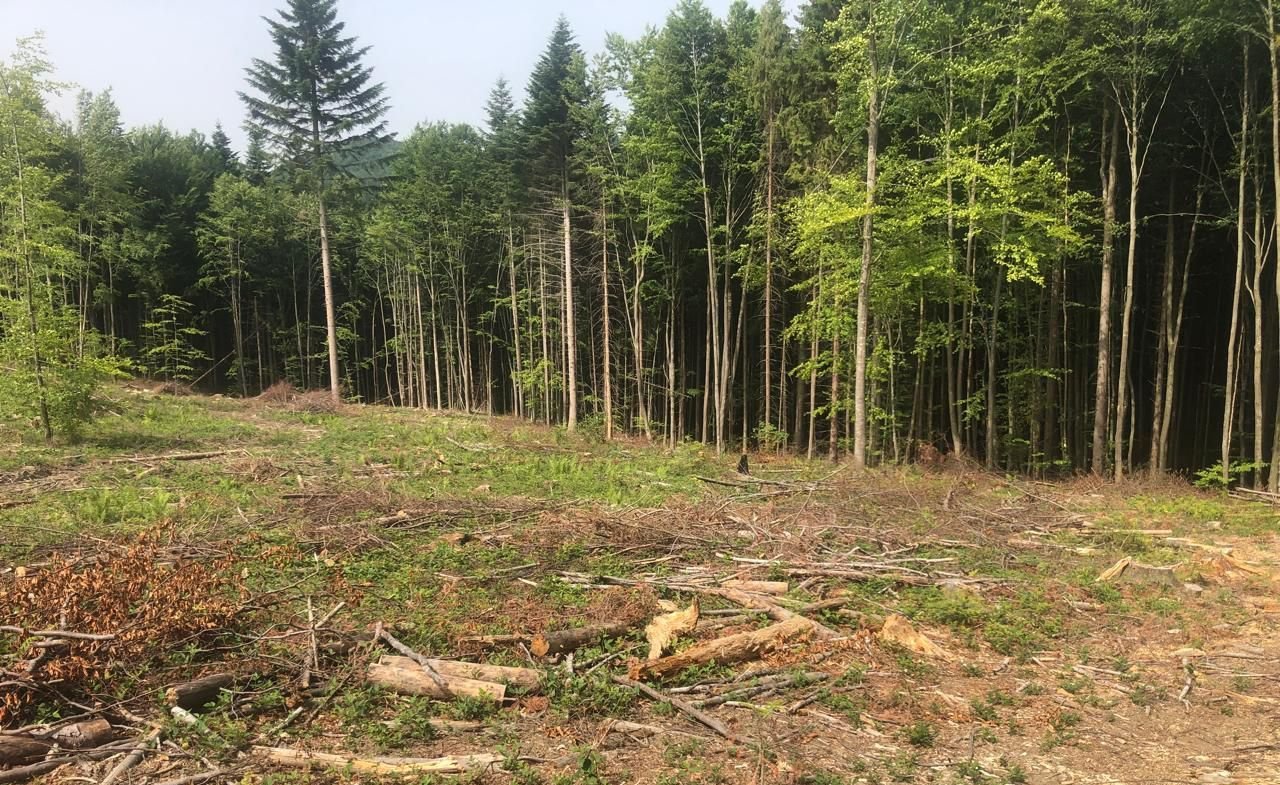 Photo – Accomplices conducting fake sanitary felling exposed in Zakarpattia region