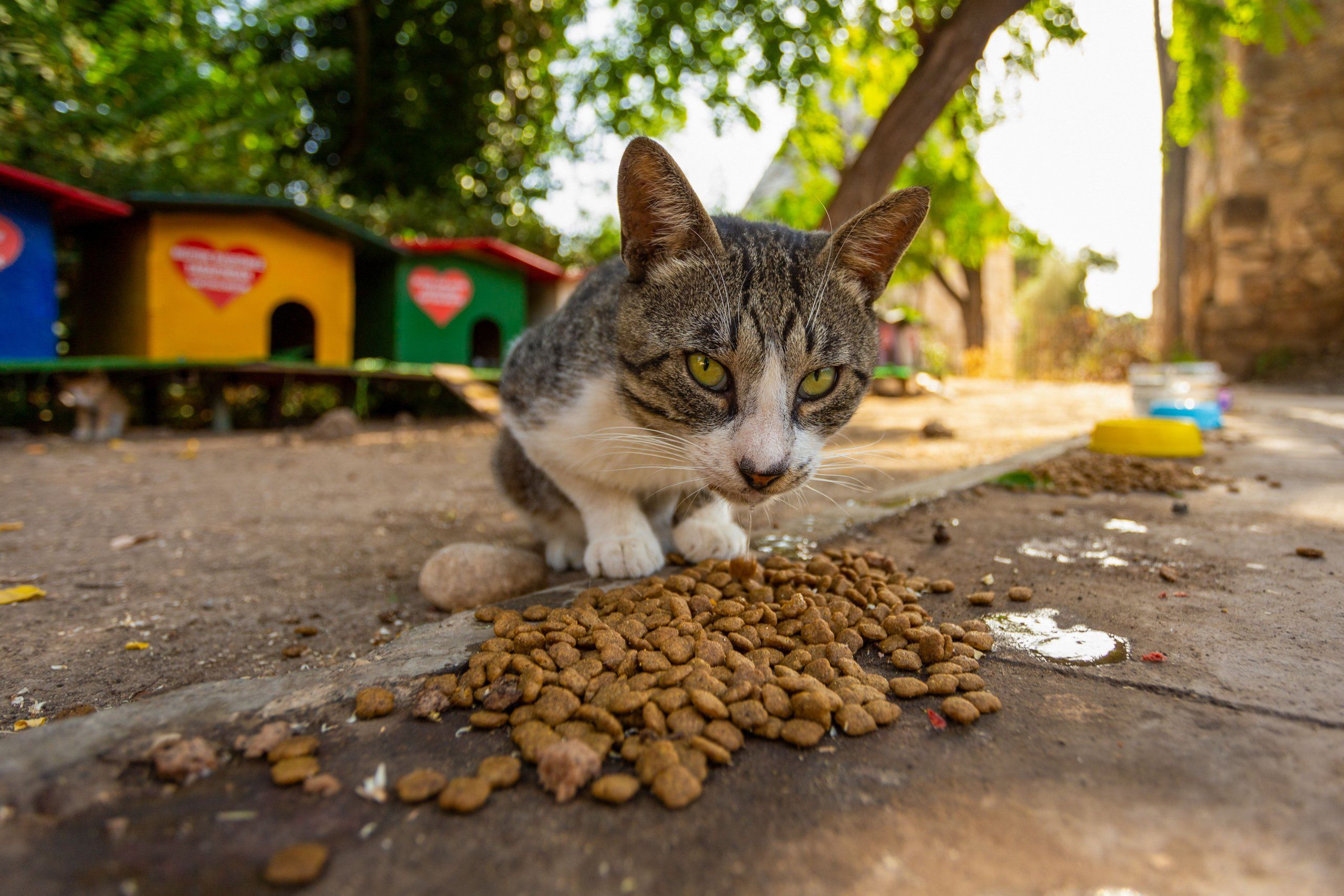 Photo – The Olympic champion donated UAH 1 million for the protection of homeless animals
