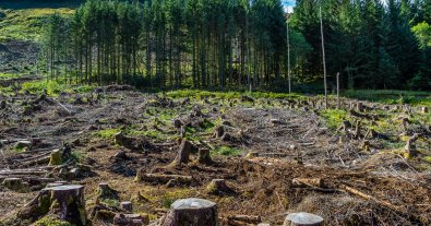 Photo – Deforestation for a road in Shipot: foresters react to the scandal