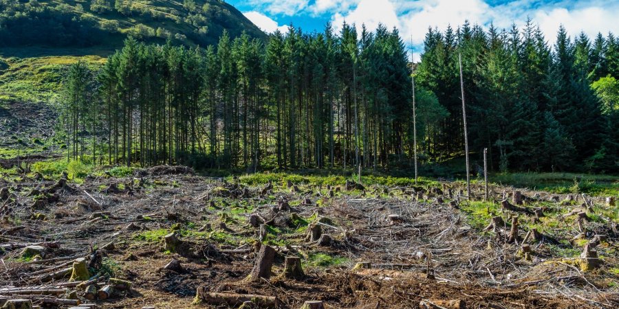 Вирубка пралісів заради дороги у "Шипоті": лісівники відреагували на скандал