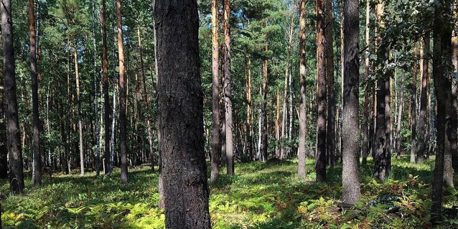 Активісти звернули увагу Міндовкілля на проблему з аукціонами на користування надрами