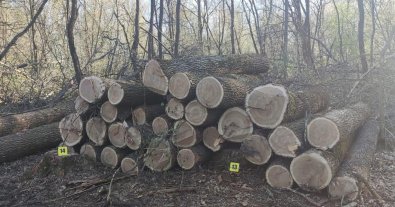 Фото – За тиждень прокурори повідомили про 3 справи щодо незаконної порубки лісу