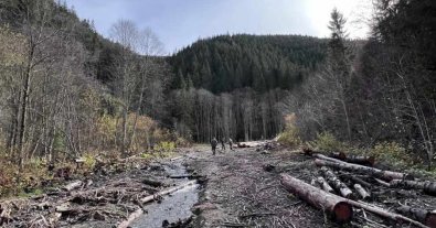 Фото – 137 ділянок із потенційними незаконними рубками додалося за квартал у Карпатах