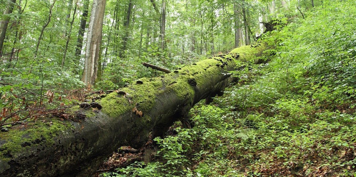 Photo – Eco-prosecutor was able to protect a unique natural monument