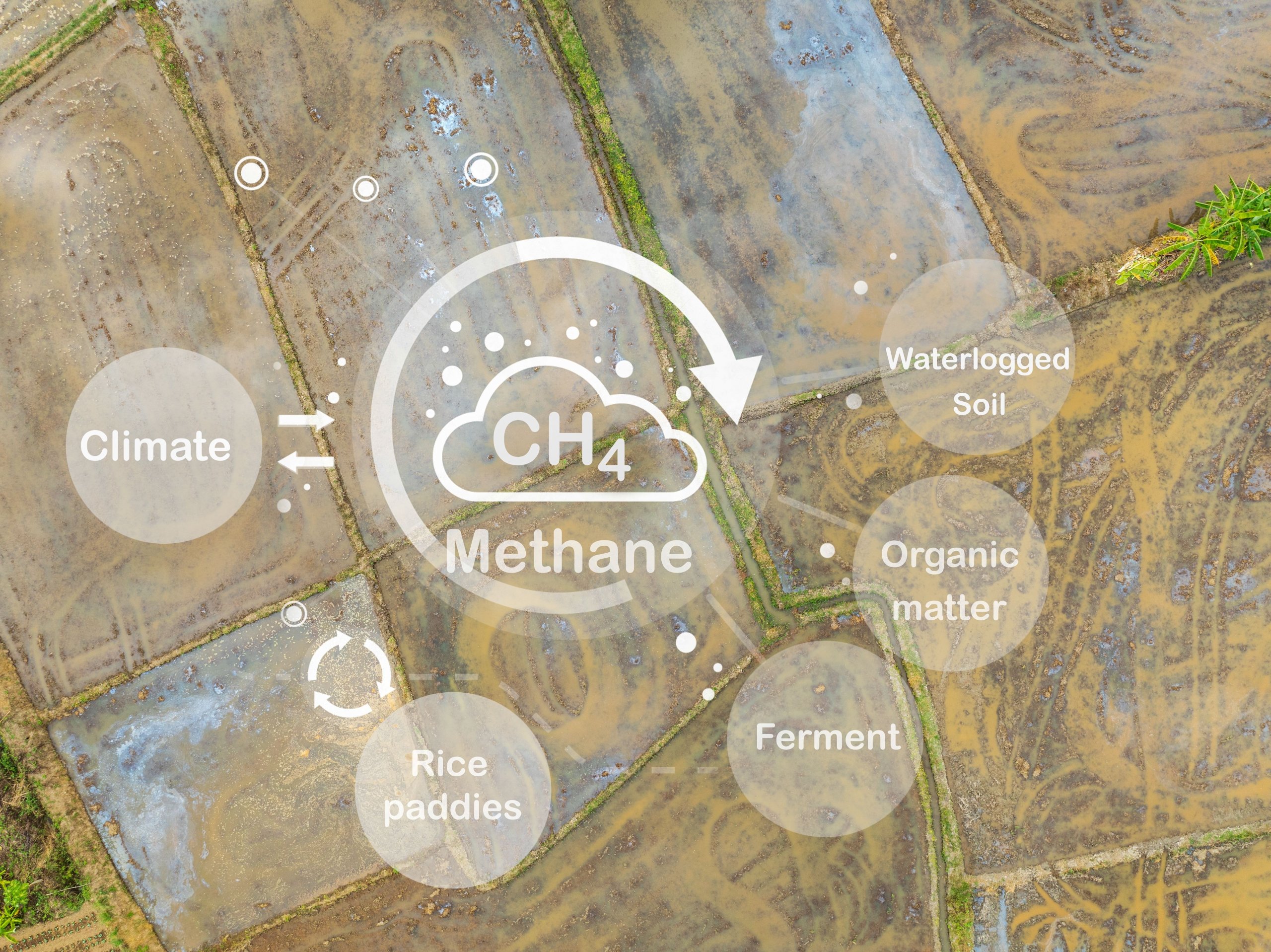 Global methane emissions are rising rapidly to record levels ...