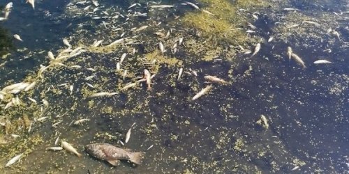 When the polluted waters of the Sejm will reach Chernihiv