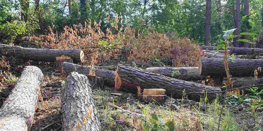 Активісти виграли вже третій суд на захист Мархалівського лісу