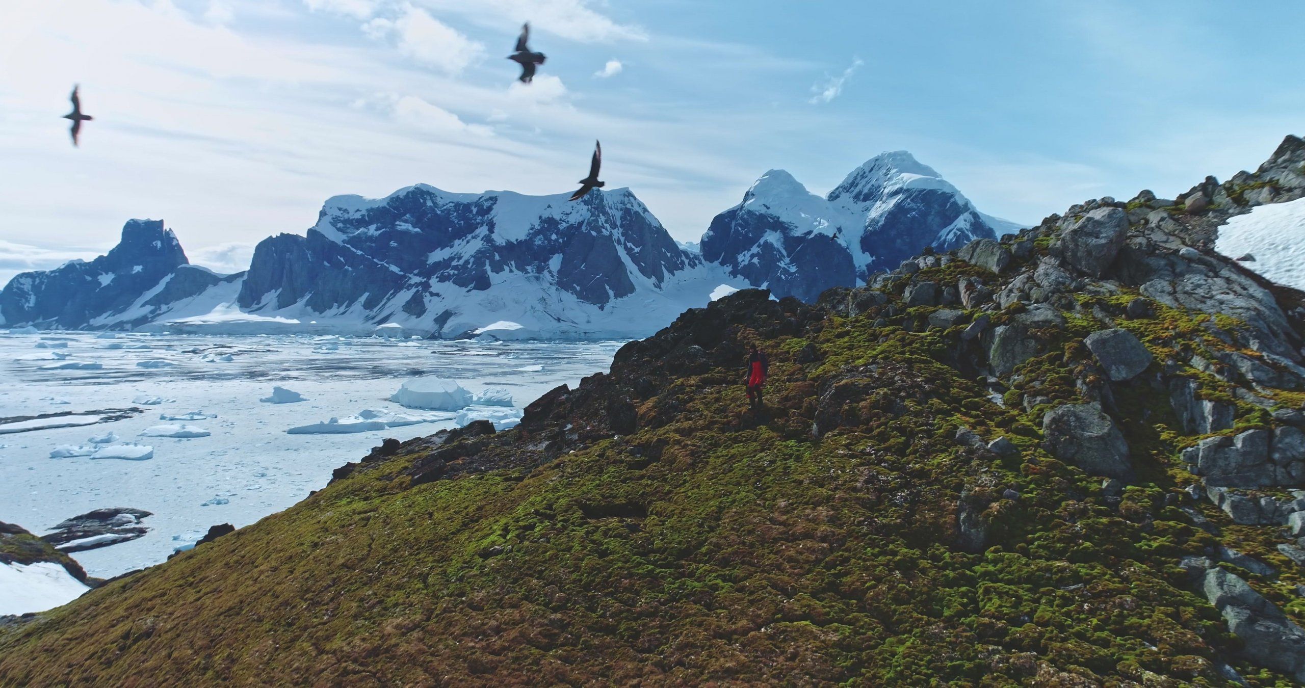Photo – Antarctica is rapidly becoming green due to climate warming