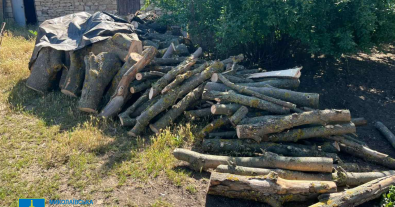 Фото – На Миколаївщині судитимуть іноземця, що зібрав злочинну групу й зніс дерев на 3 млн грн