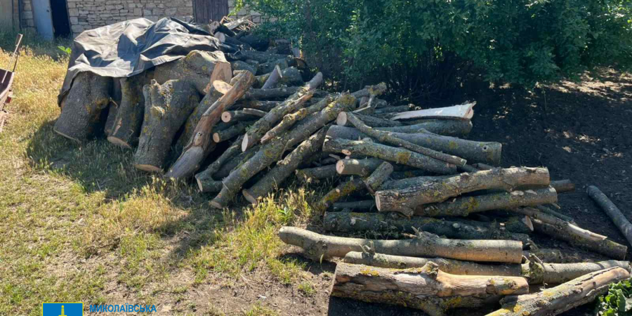 A foreigner who assembled a criminal group and destroyed trees worth UAH 3 million will be tried