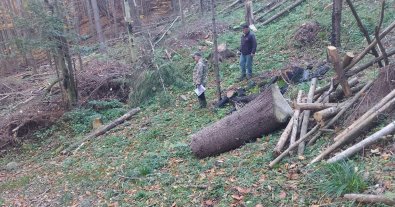 Photo – The Environmental Inspectorate calculated UAH 83 million in damages: State Enterprise “Forests of Ukraine” responds to accusations