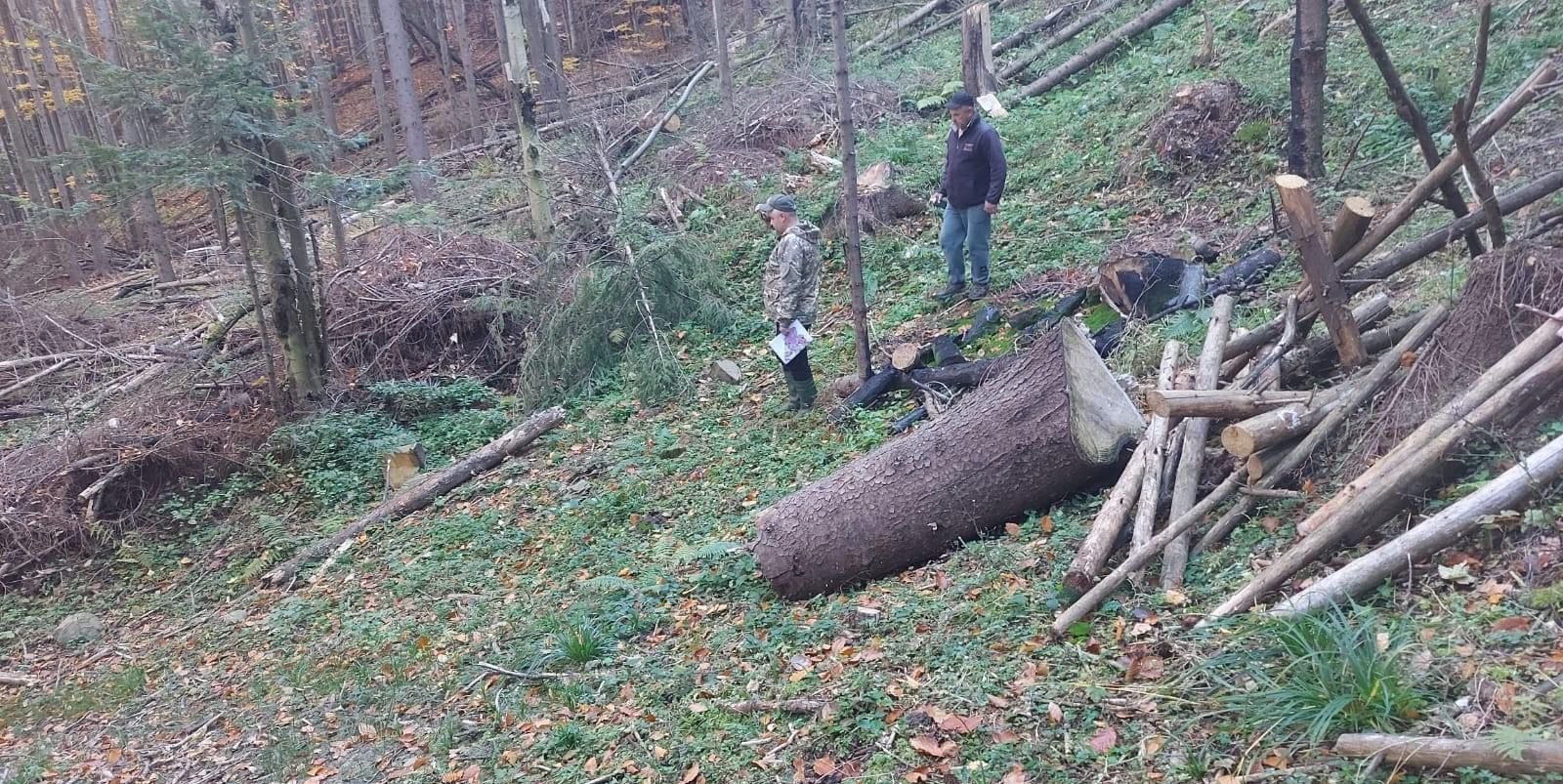 Photo – The Environmental Inspectorate calculated UAH 83 million in damages: State Enterprise “Forests of Ukraine” responds to accusations