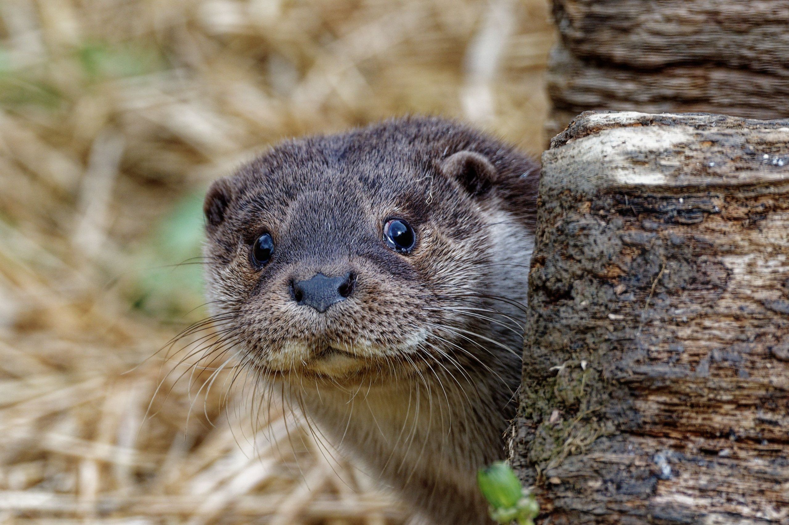 Photo – Traces of an animal from the Red Book were seen in the nature reserve in the Dnipropetrovsk region