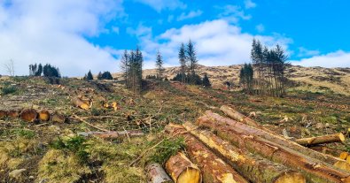 Photo – Foresters are sabotaging the recording of illegal logging in the Carpathians – MP