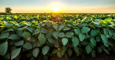 Photo – Unauthorized persons illegally grow soybeans on 20 hectares in Bilozerka National Park