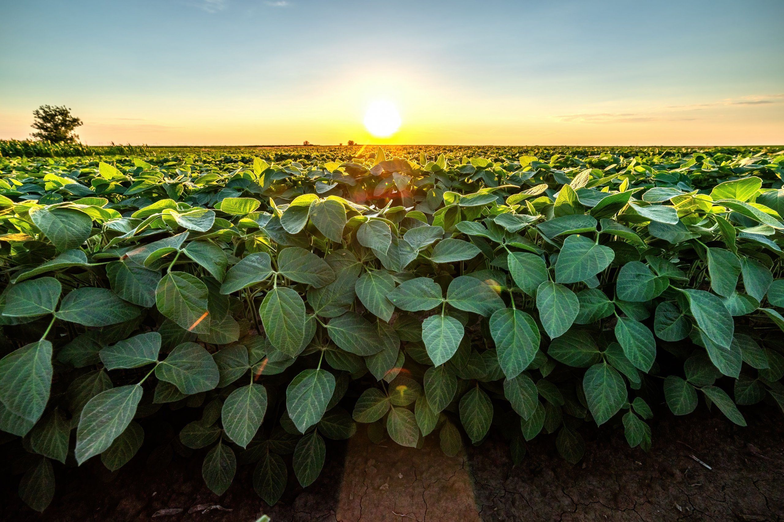 Photo – Unauthorized persons illegally grow soybeans on 20 hectares in Bilozerka National Park
