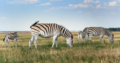 Photo – 10 best photos of Ukrainian nature in the photo contest