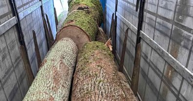 Photo – Director of Berehove forestry earns hundreds of thousands on illegal timber trade – media