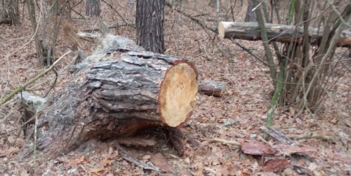 Officials of Bilozerka National Park face fourth criminal case in a year