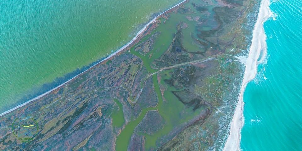 Photo – Water condition in the Black Sea and adjacent estuaries is gradually improving, – ecologist