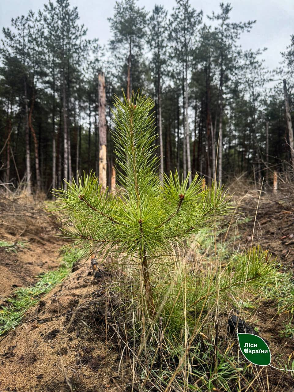 t.me/forestsofukraine