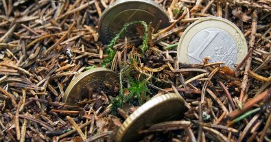 Photo – ARMA accused the office of “Forests of Ukraine” of fraud for UAH 224 million: what foresters said